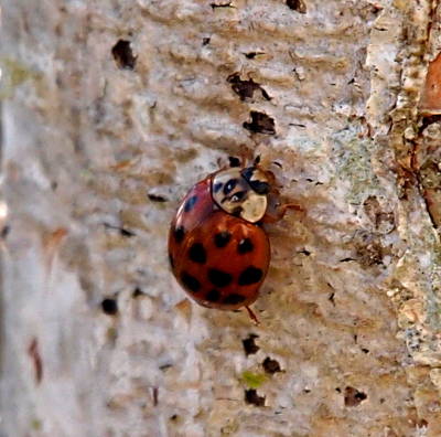 [The wings of this ladybug are burnt ornage with about eight black spots on each wing. Its head is greyish-white with two black spots in addition to its eye spots. It also has a front whitish section with black which resembles a snout. Its legs are burnt orange color. The beetle is walking on the white bark of a tree.]